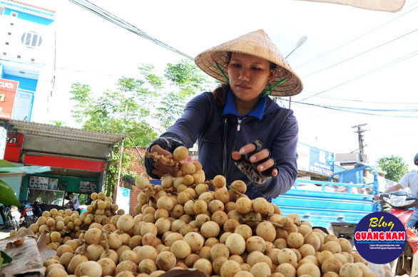Về Tiên Phước ăn trái bòn bon - Ảnh 15.
